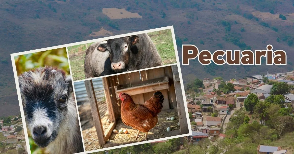 Pecuaria: Formando Criadores que Unen Ciencia y Respeto Ancestral